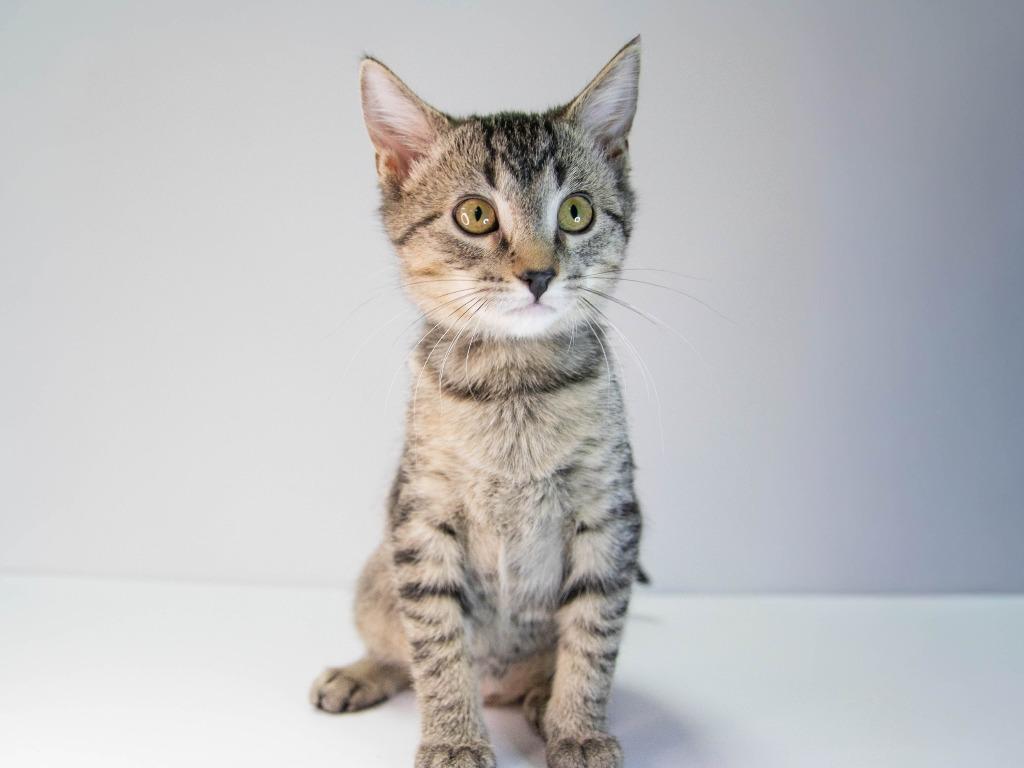 Scream, Adoptable, Kitten Female Domestic Short Hair.