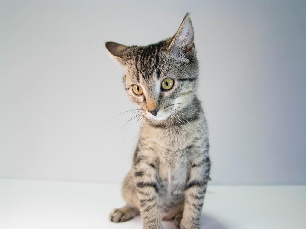 Scream, Adoptable, Kitten Female Domestic Short Hair.