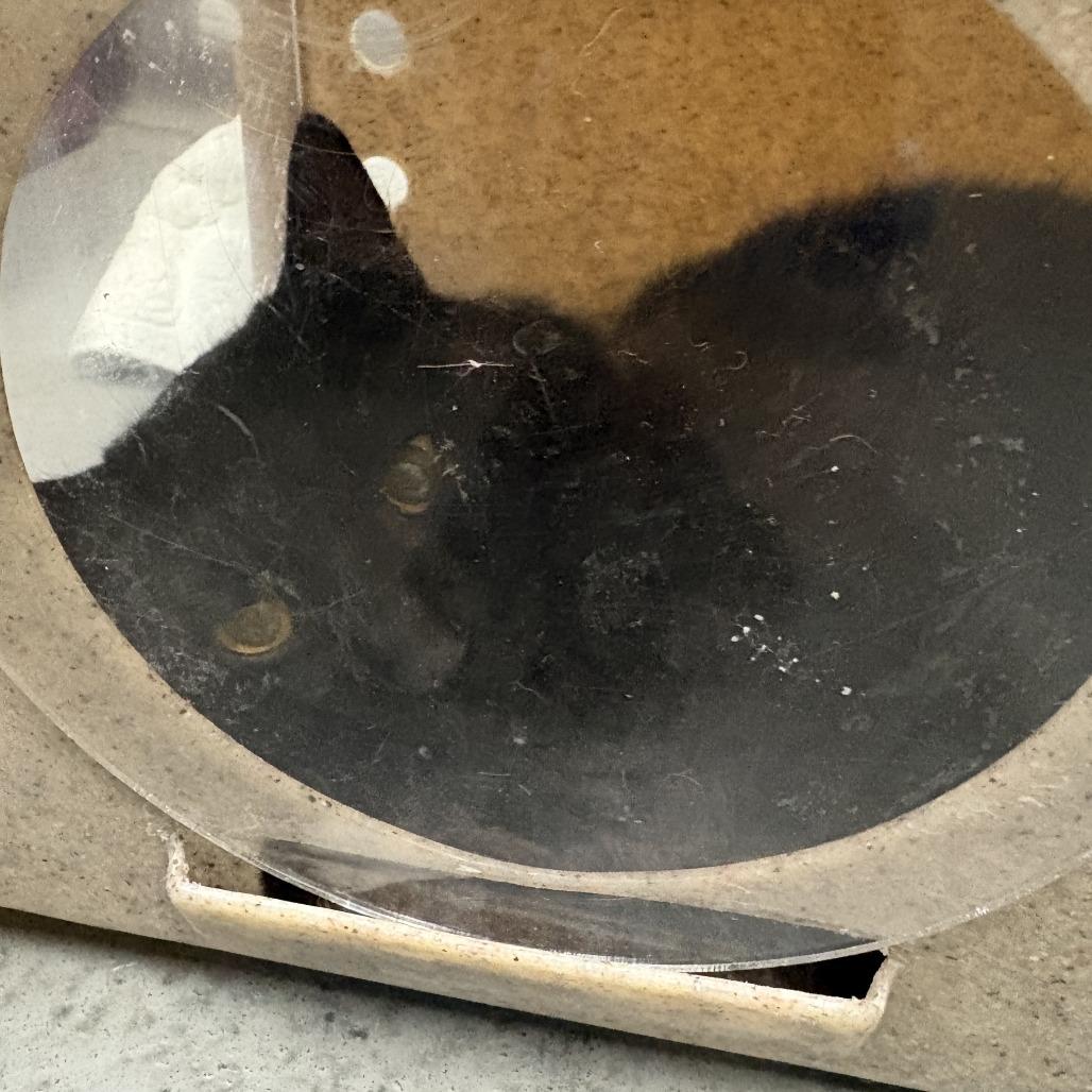 Working Cat Void, Adoptable, Young Female Domestic Short Hair.