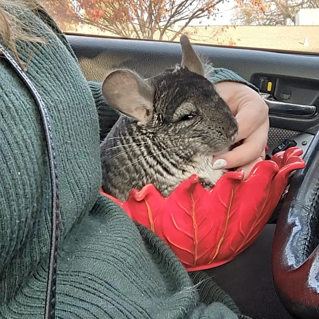 Bee, a Adoptable Chinchilla in Modesto, CA image 1/2
