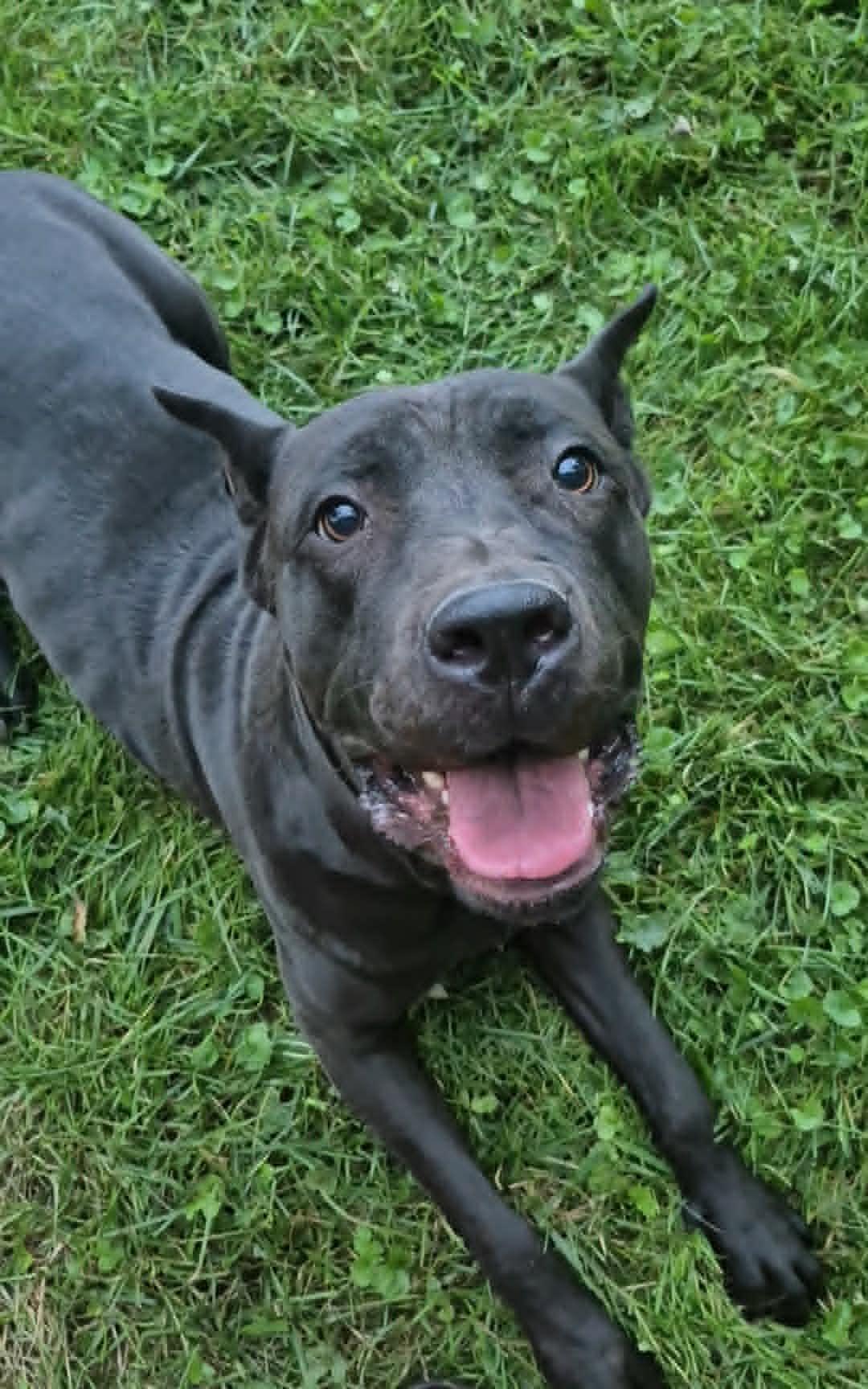 Summer, Adoptable, Young Female Cane Corso.