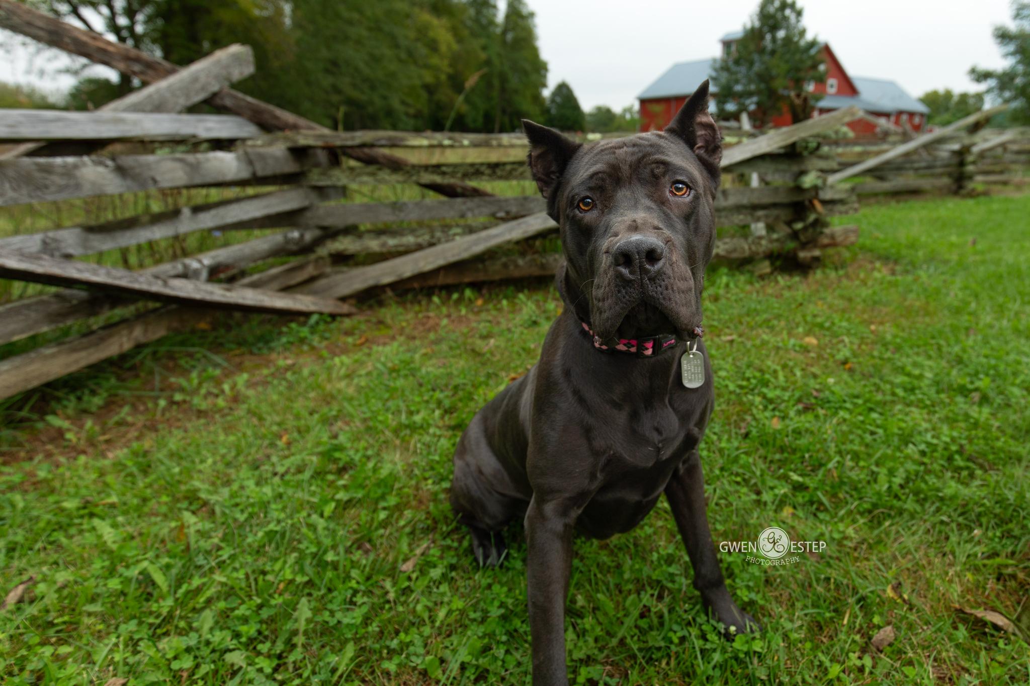 Enlarge Summer, a Adoptable Cane Corso in Dayton, OH image 4/6