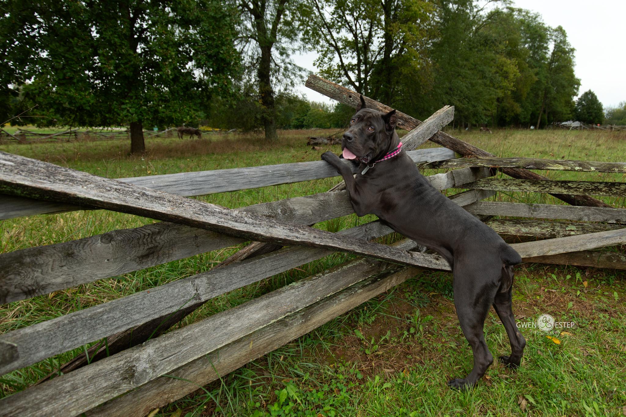 Enlarge Summer, a Adoptable Cane Corso in Dayton, OH image 3/6