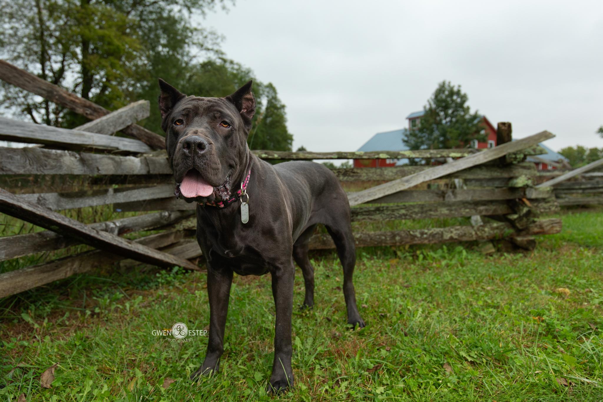 Enlarge Summer, a Adoptable Cane Corso in Dayton, OH image 2/6