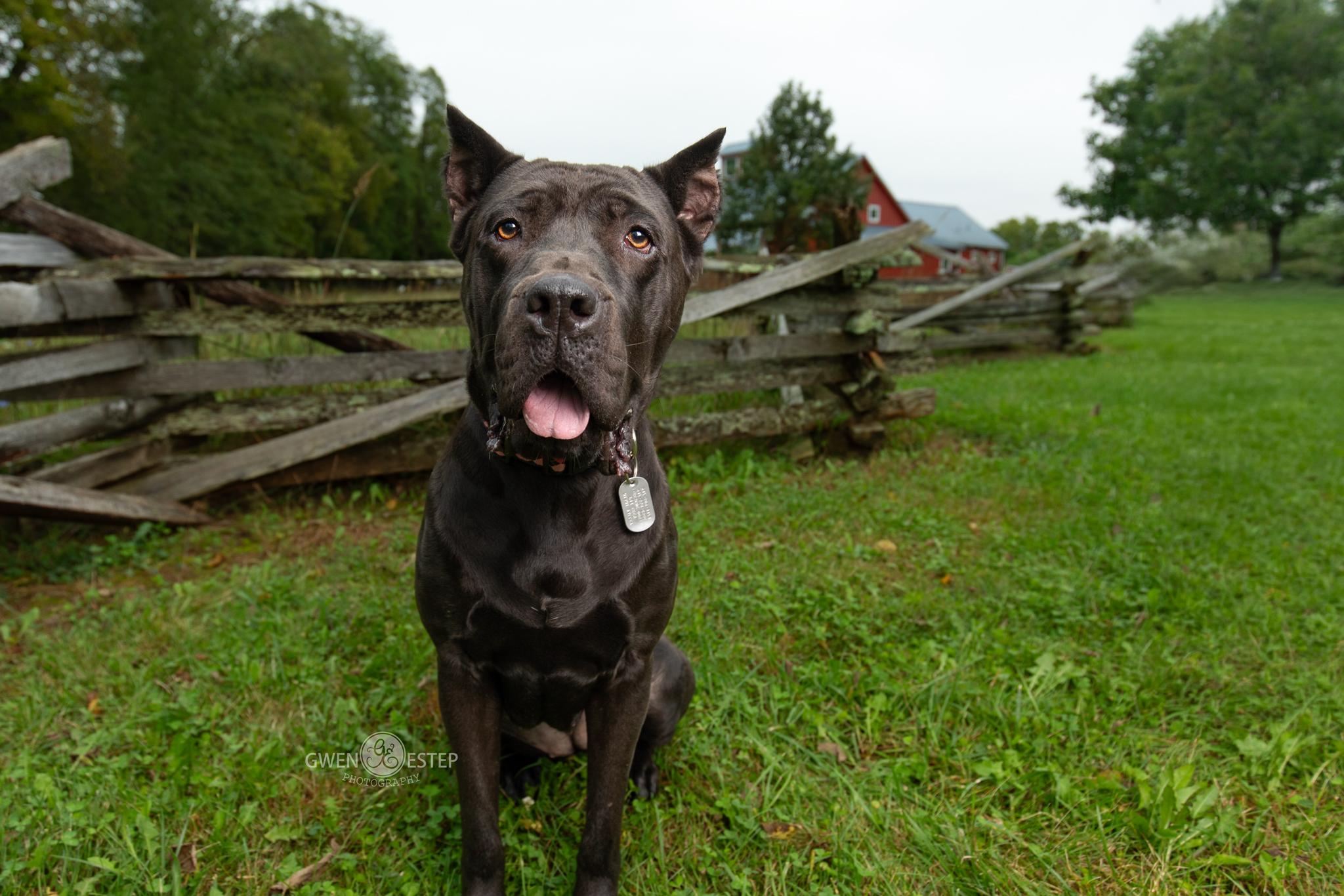 Summer, Adoptable, Young Female Cane Corso.