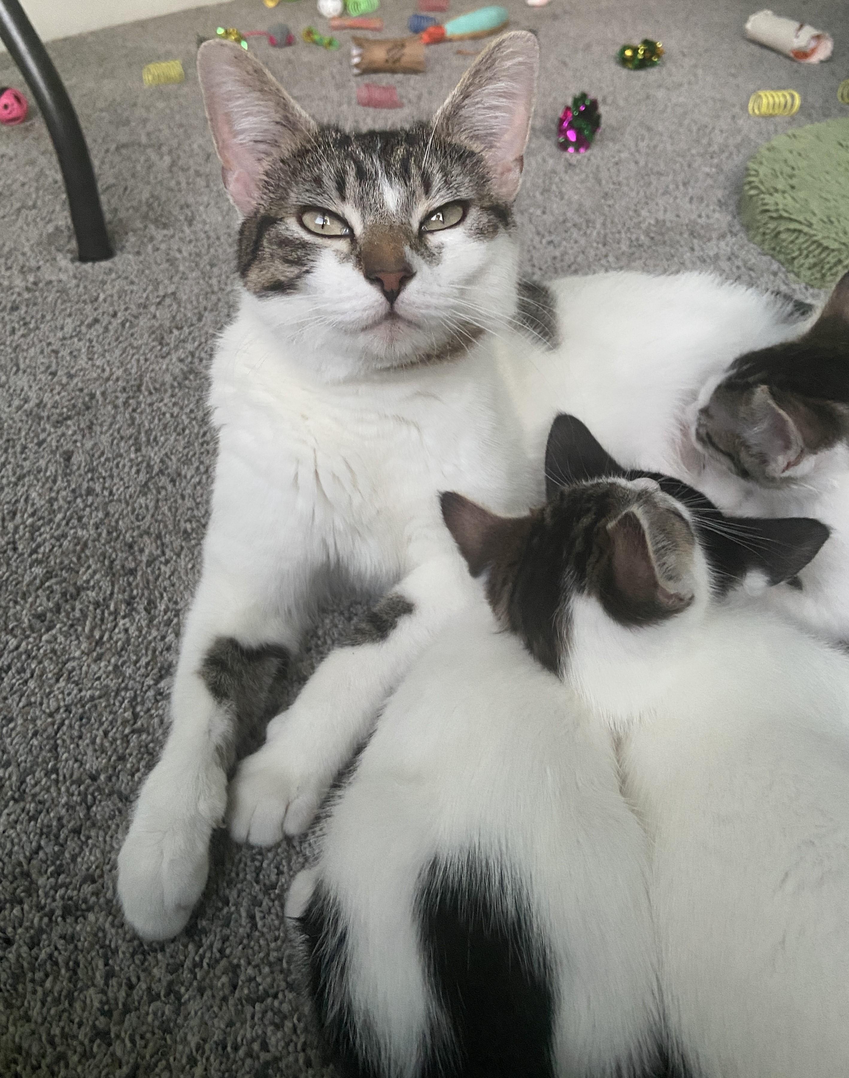 Enlarge Rhea, a Adoptable Domestic Short Hair in Silverton, OR image 1/1