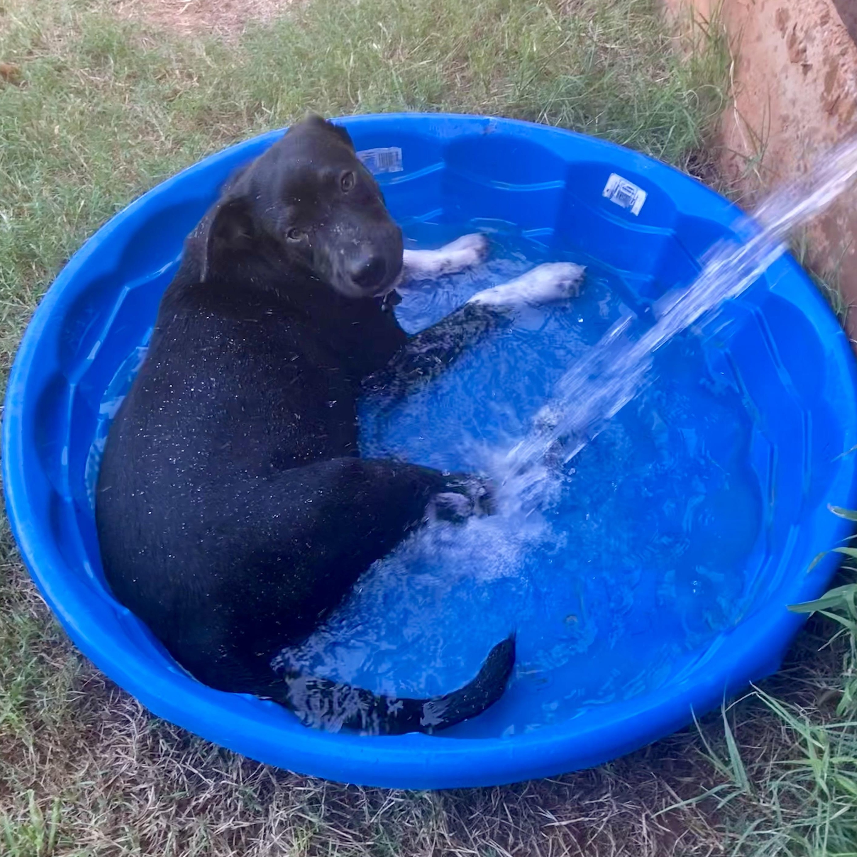 Kane, a Adoptable mixed breed in Worcester, MA image 5/6