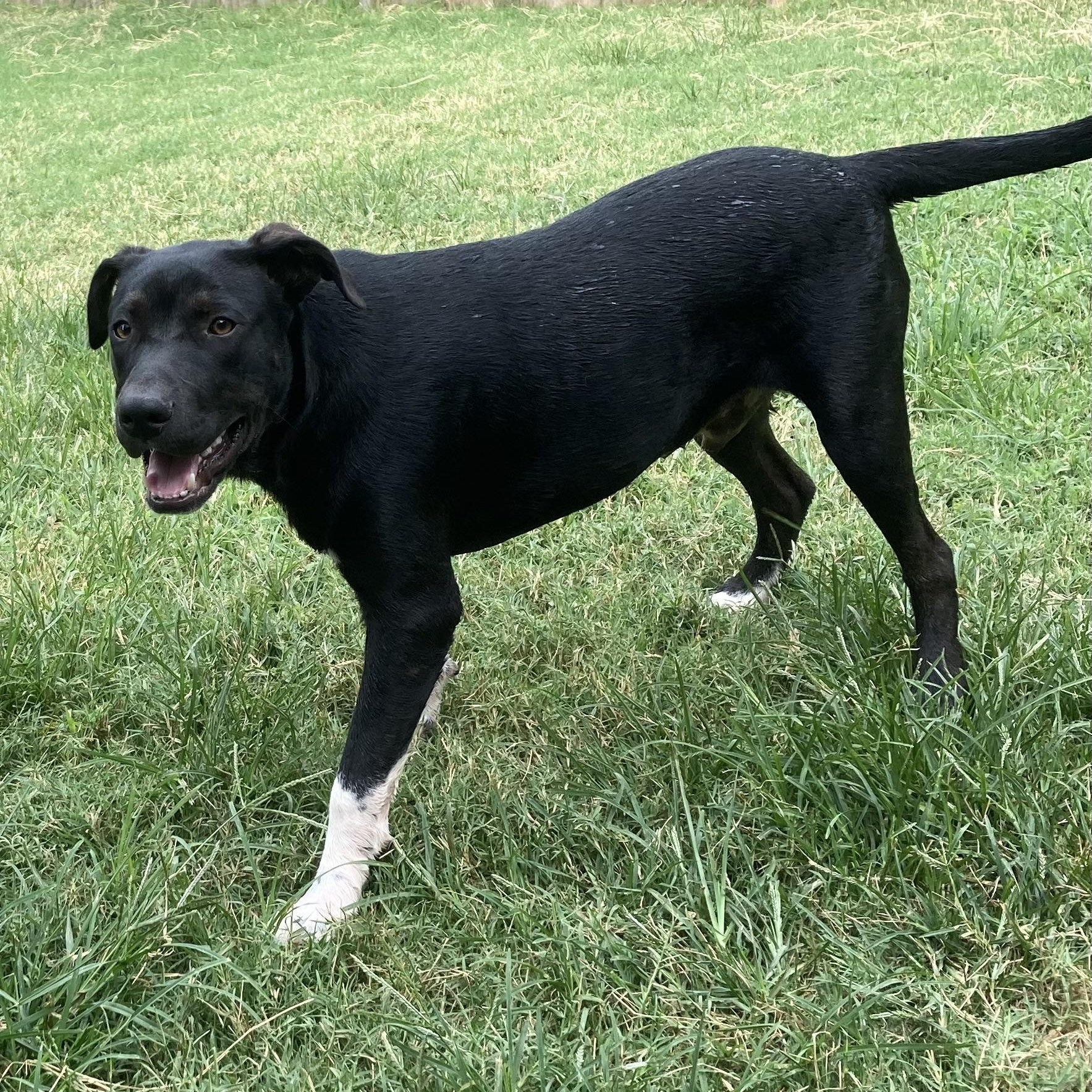 Kane, a Adoptable mixed breed in Worcester, MA image 4/6