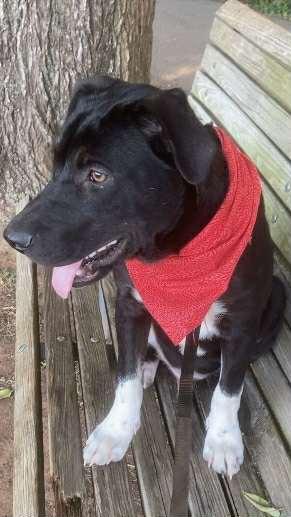 Kane, a Adoptable mixed breed in Worcester, MA image 3/6