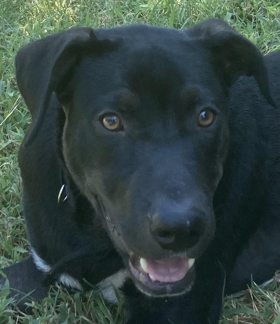 Kane, Adoptable, Young Male Black Labrador Retriever & Mixed Breed.