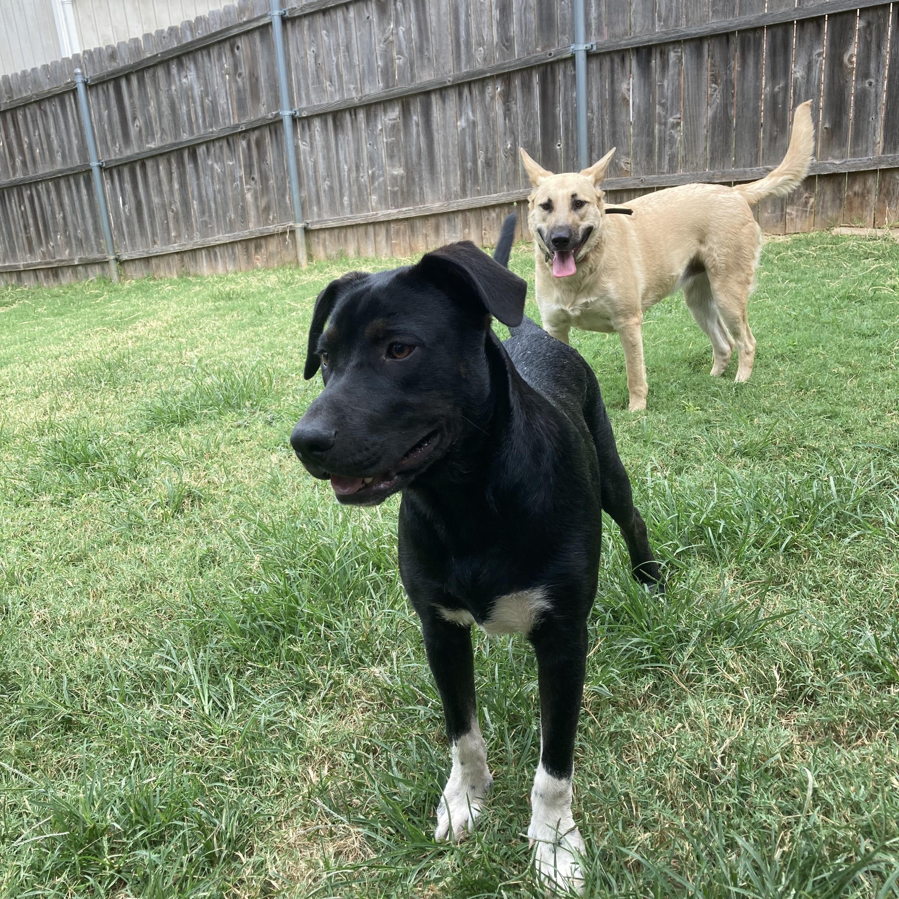 Kane, a Adoptable mixed breed in Worcester, MA image 2/6