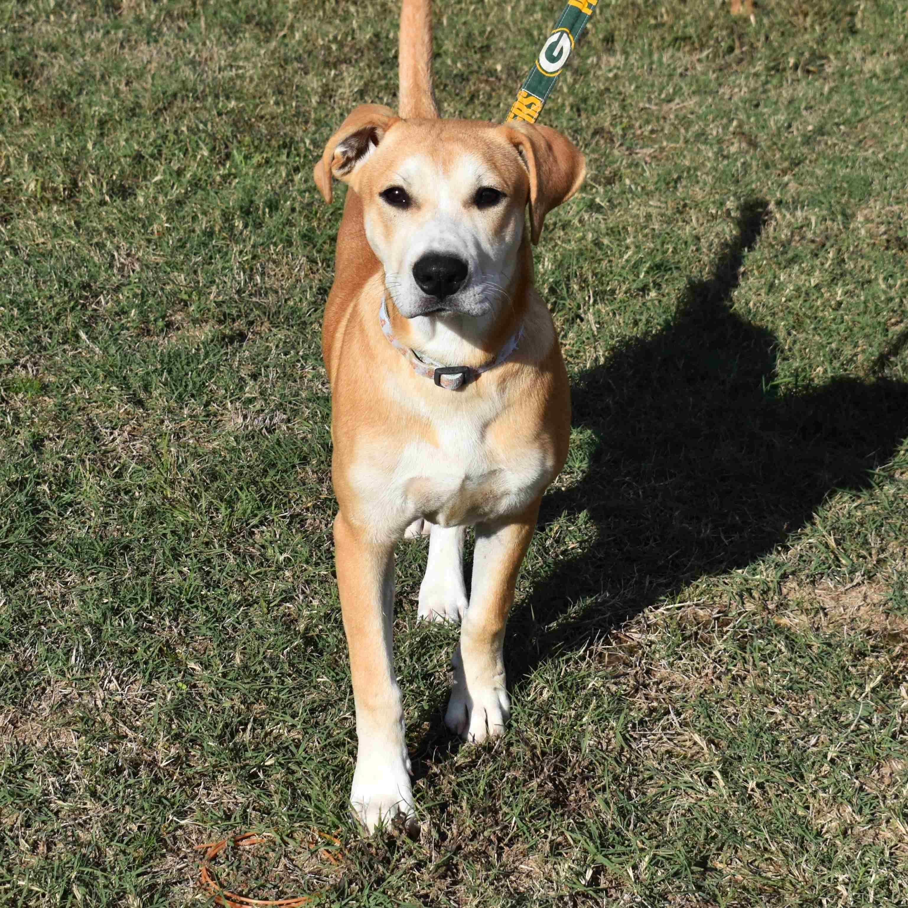 King, a Adoptable Mixed Breed in Searcy, AR image 4/6