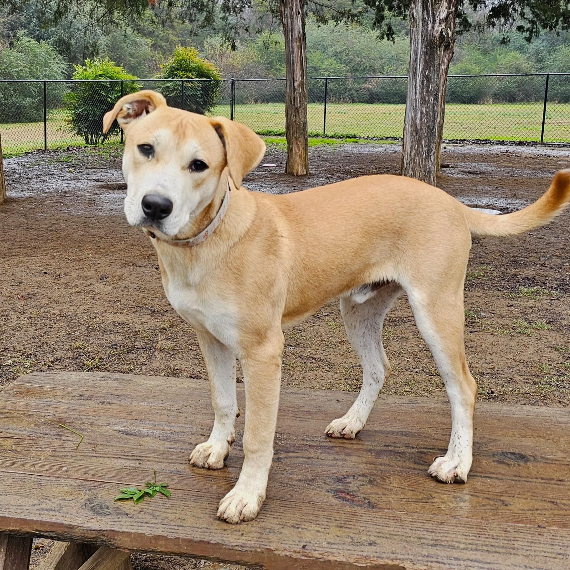 Enlarge King, a Adoptable Mixed Breed in Searcy, AR image 6/6