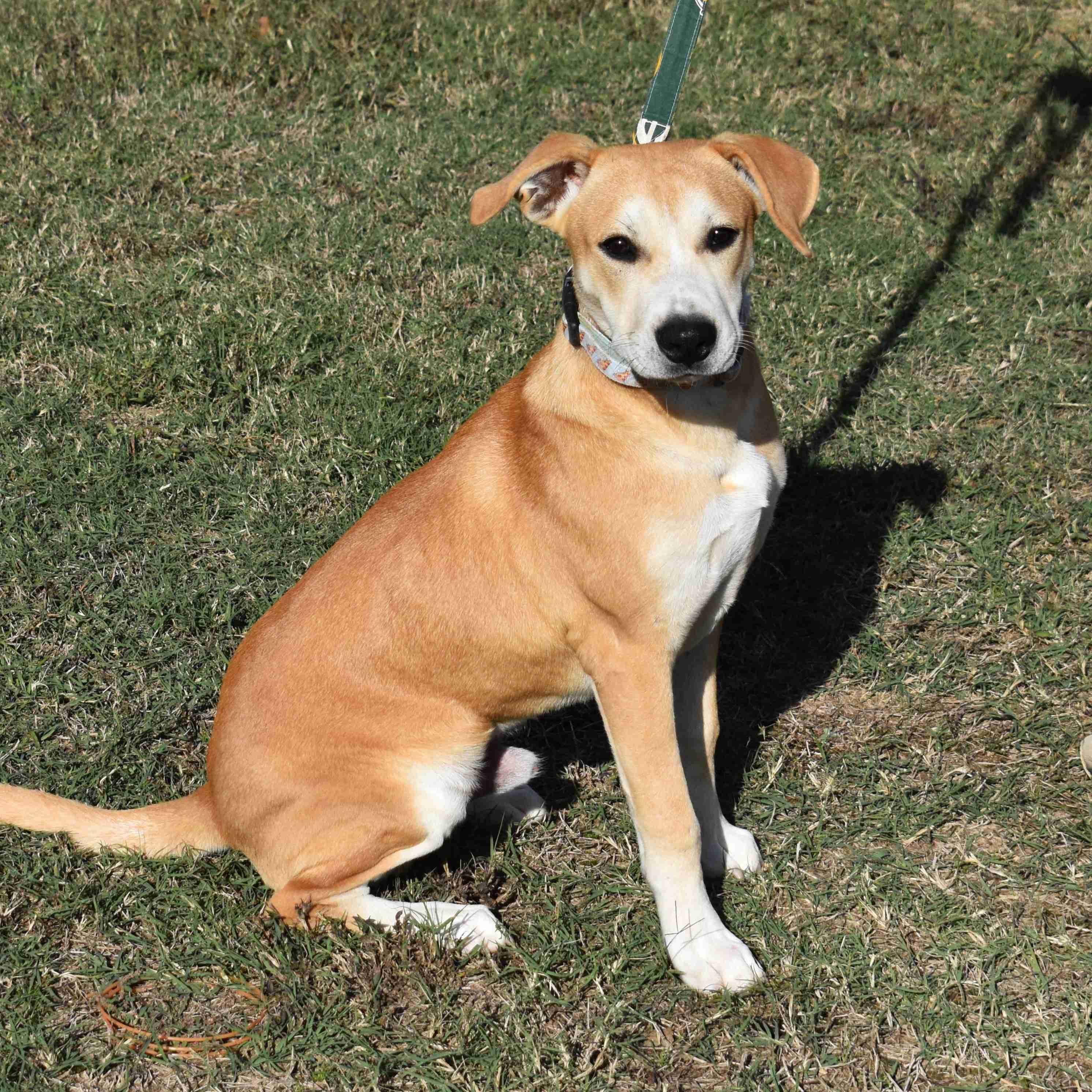 King, a Adoptable Mixed Breed in Searcy, AR image 5/6