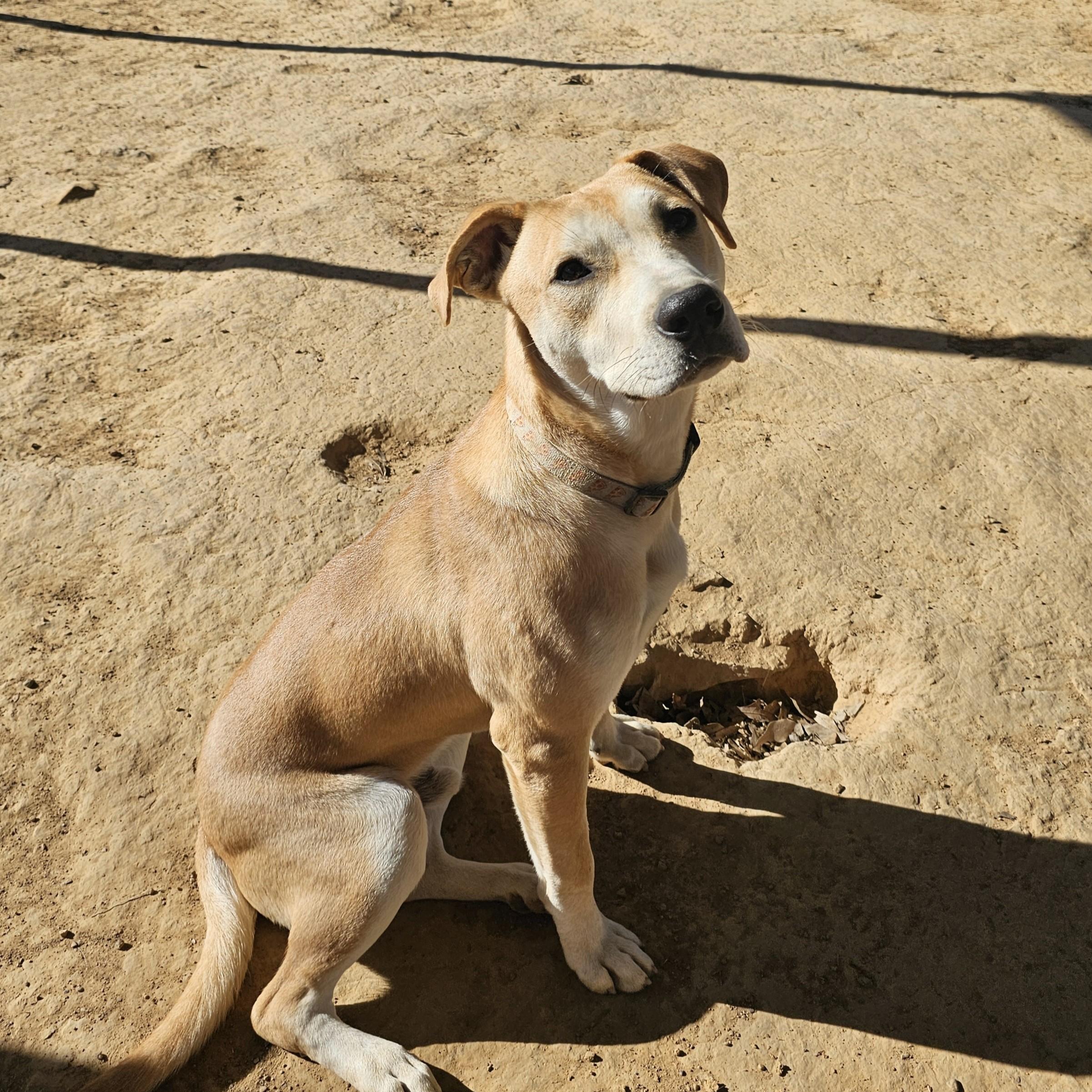 Enlarge King, a Adoptable Mixed Breed in Searcy, AR image 6/6