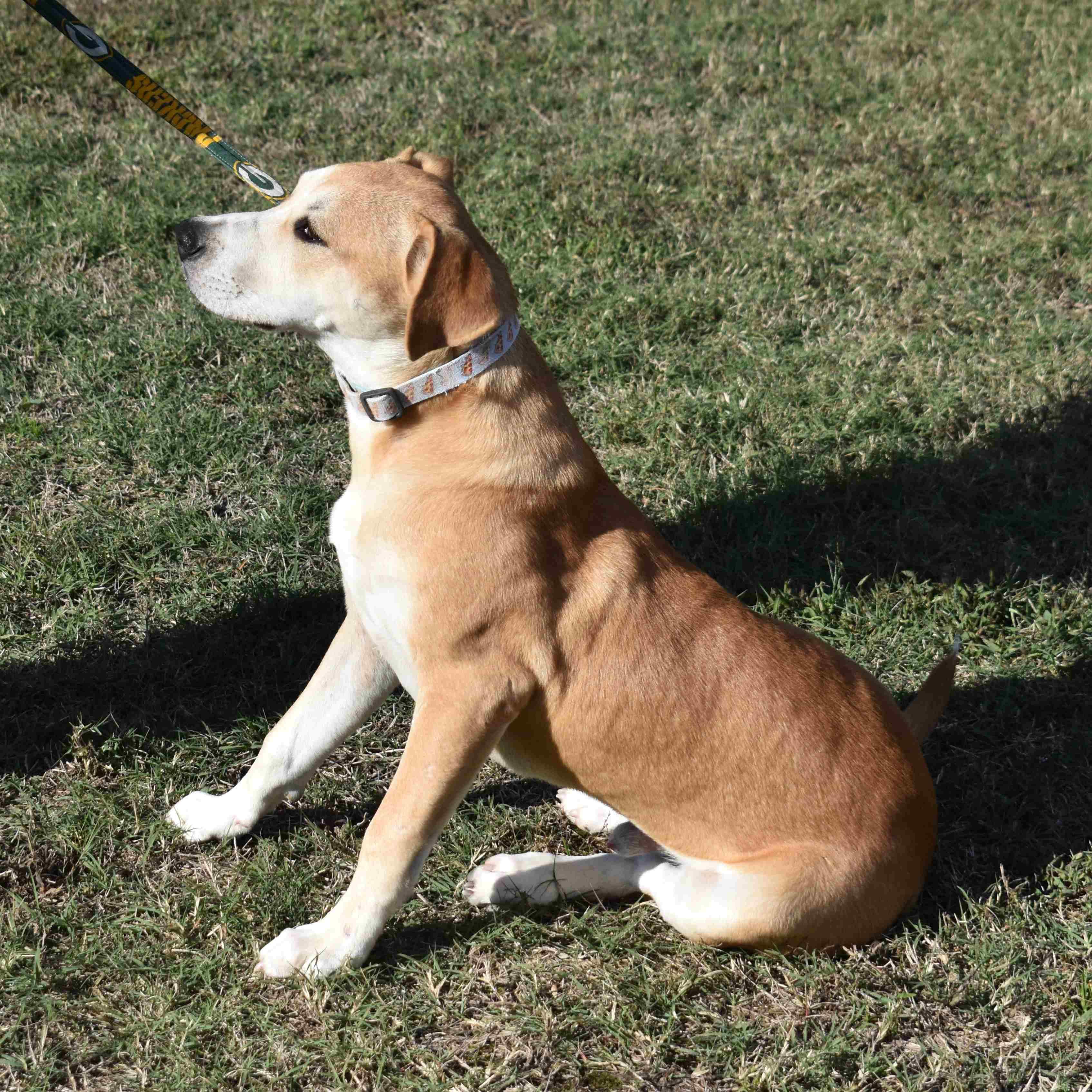 King, a Adoptable Mixed Breed in Searcy, AR image 3/6
