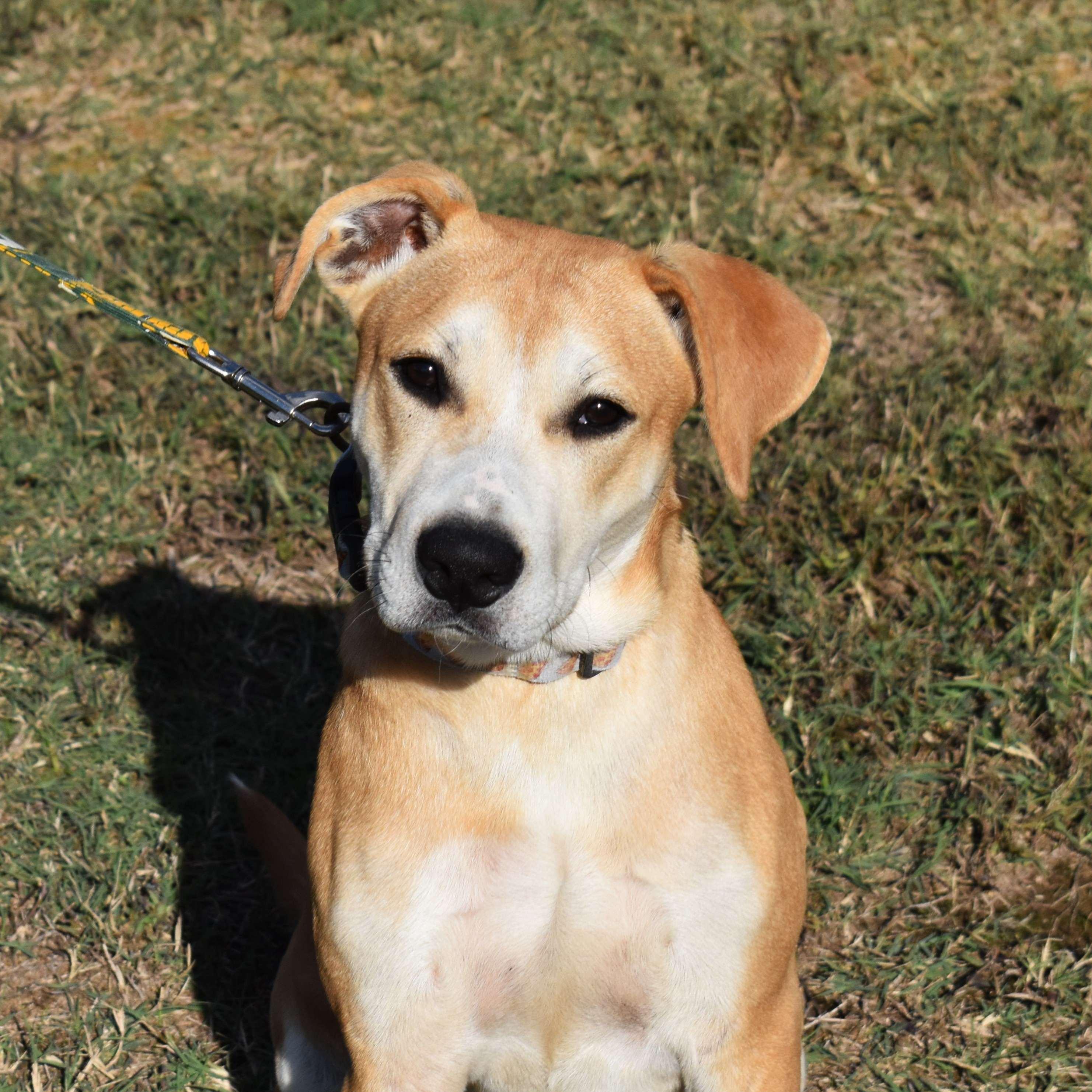King, a Adoptable Mixed Breed in Searcy, AR image 2/6