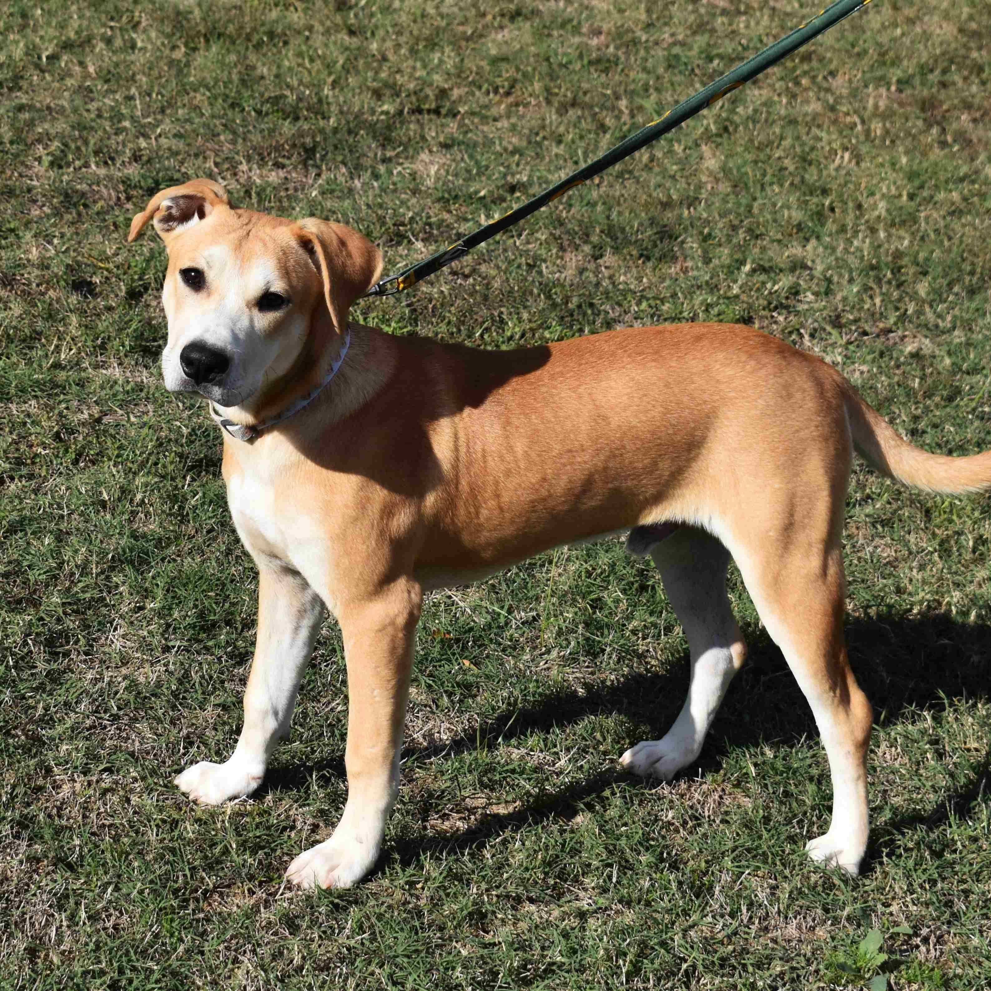 King, a Adoptable Mixed Breed in Searcy, AR image 6/6