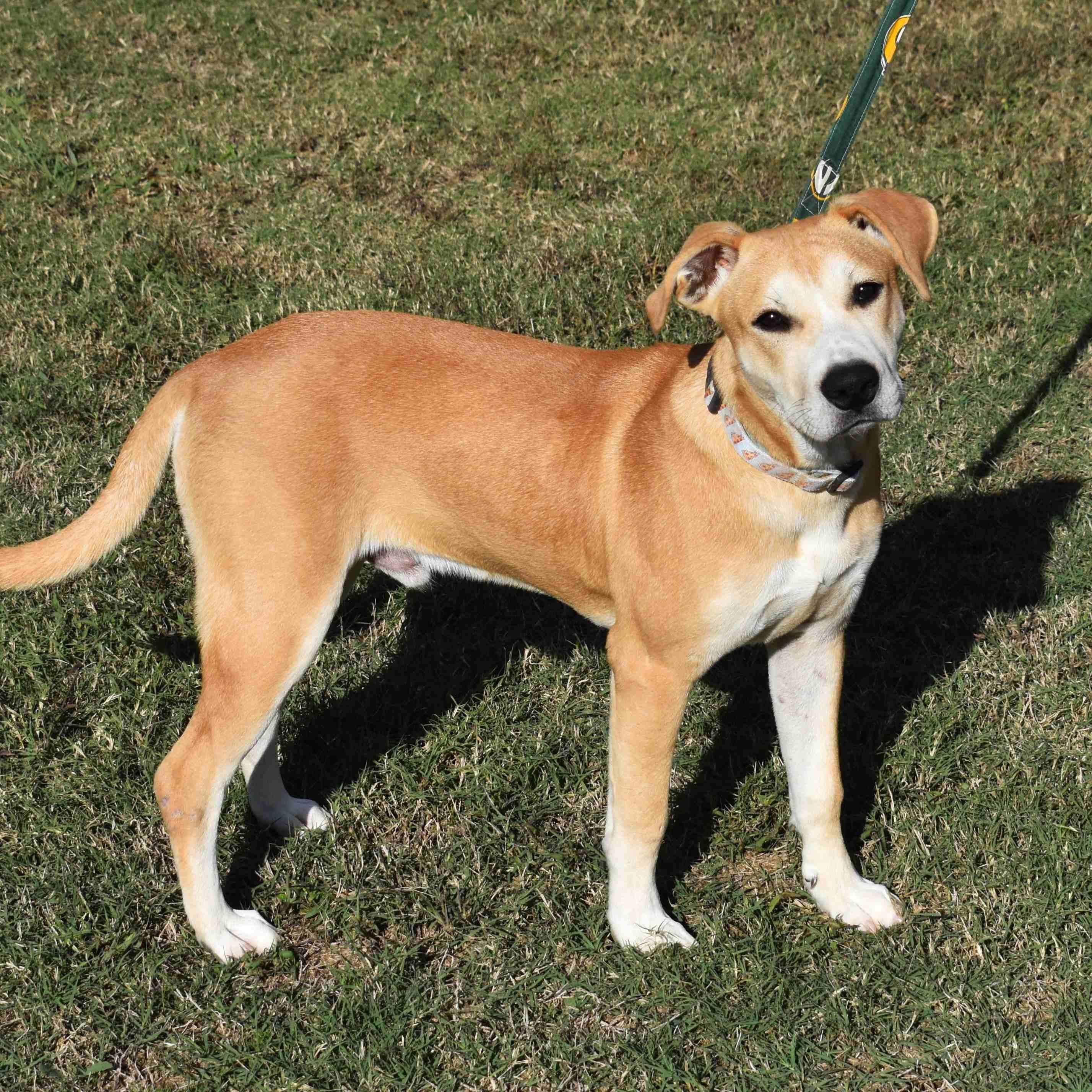 King, a Adoptable Mixed Breed in Searcy, AR image 1/6