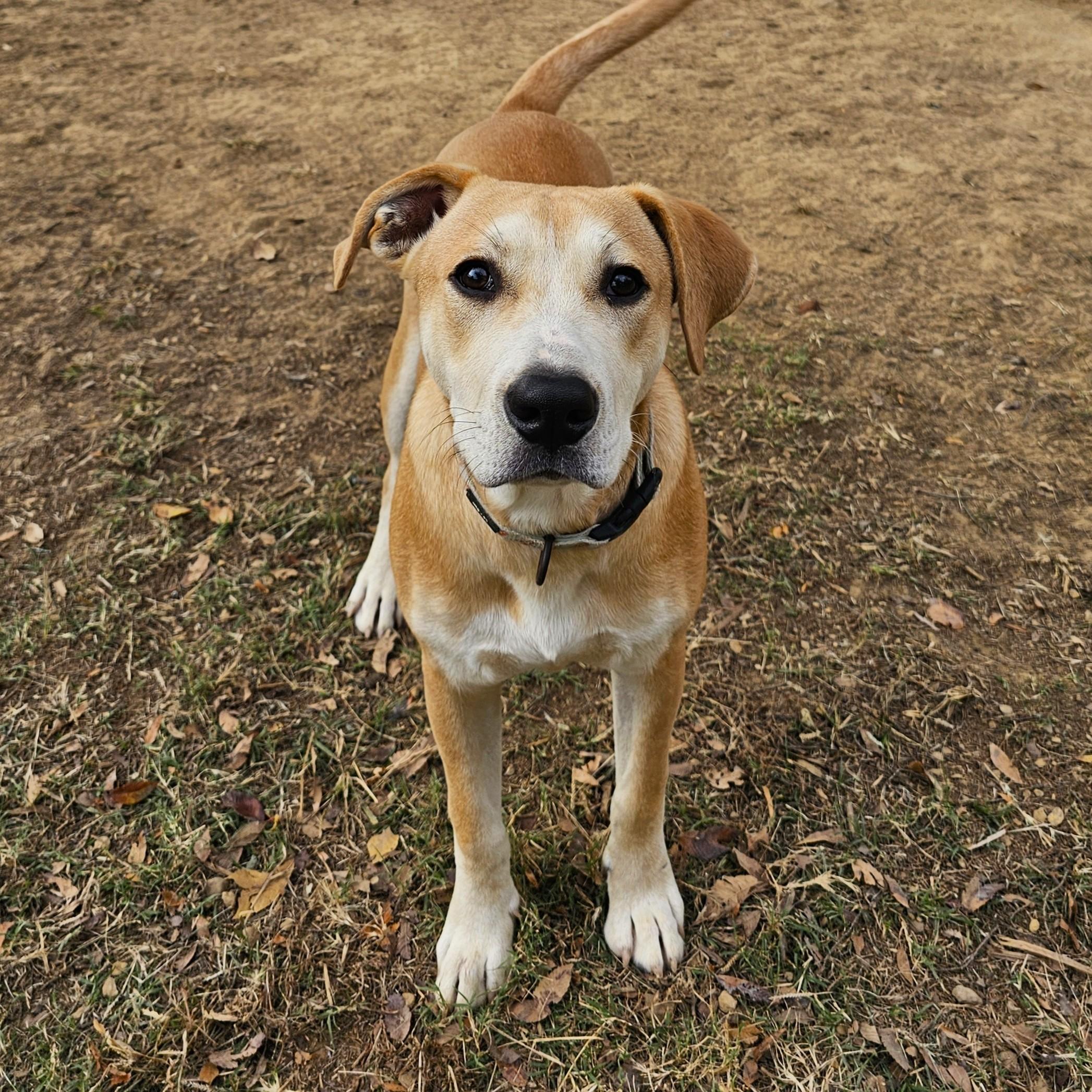 Enlarge King, a Adoptable Mixed Breed in Searcy, AR image 1/6