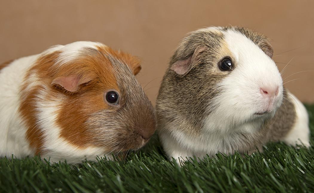 Ethel and Eleanor, an adopted Guinea Pig in Chicago, IL image 4/5