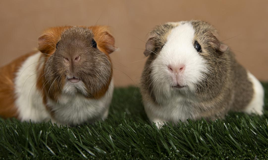 Ethel and Eleanor, adopted, Adult Female Guinea Pig.