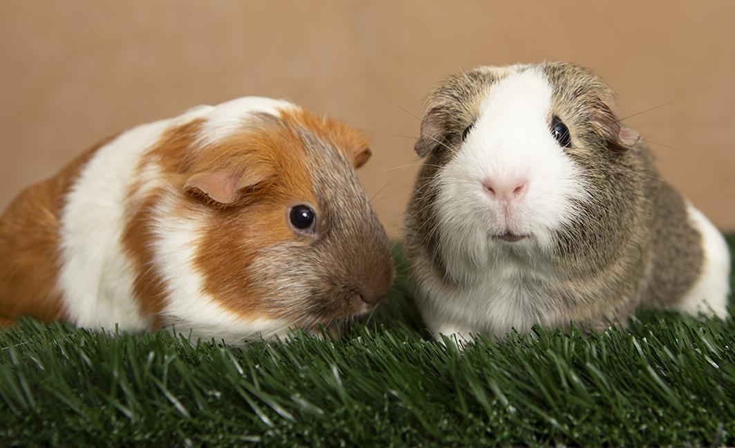 Ethel and Eleanor, an adopted Guinea Pig in Chicago, IL image 5/5