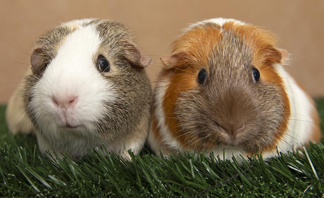 Ethel and Eleanor, an adopted Guinea Pig in Chicago, IL image 3/5