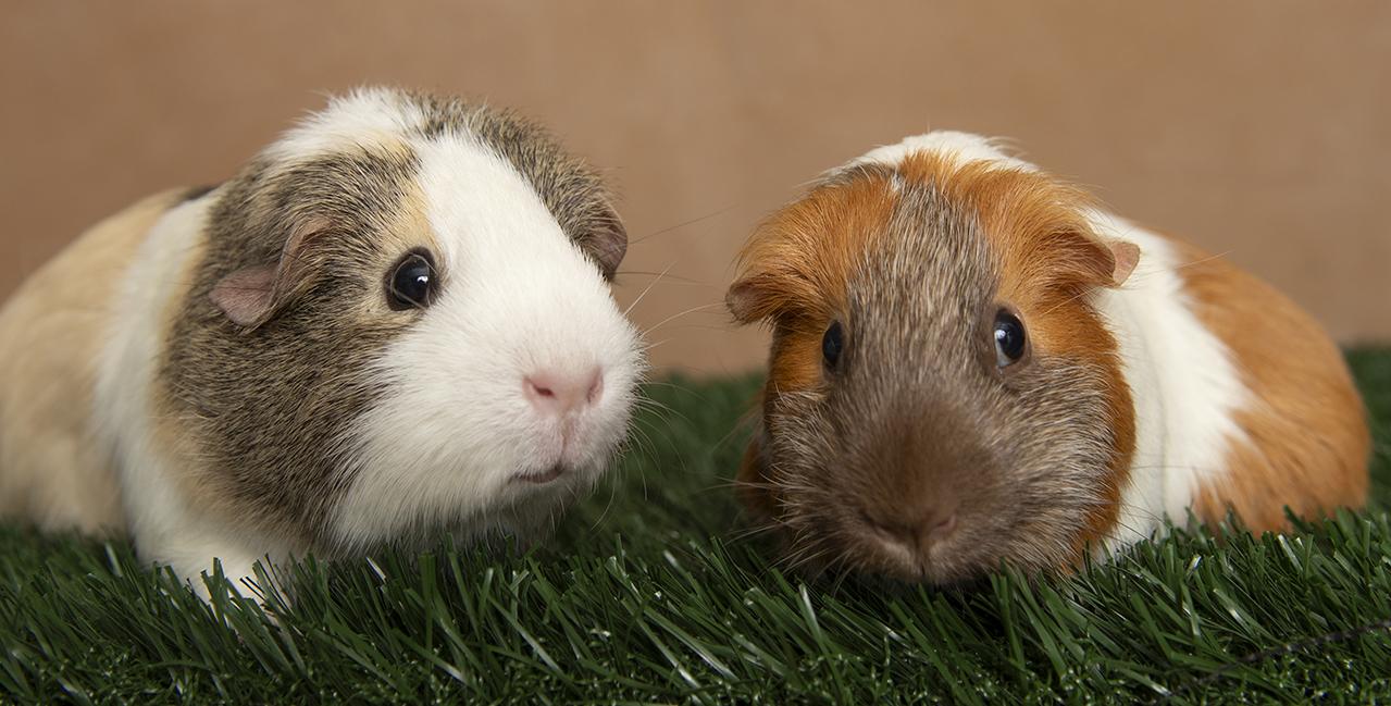 Ethel and Eleanor, an adopted Guinea Pig in Chicago, IL image 2/5