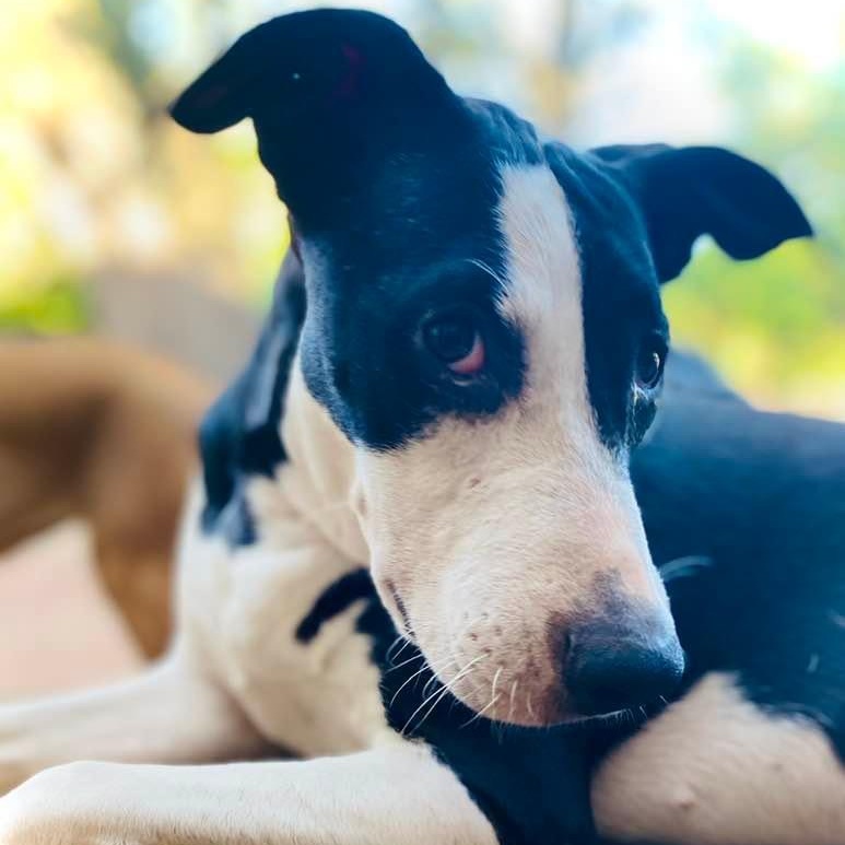 Enlarge Piccadilly, a Adoptable mixed breed in Cheektowaga, NY image 6/6