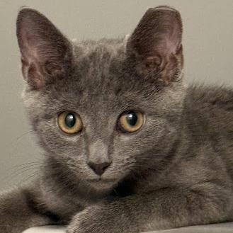 Dusty, Adoptable, Kitten Female Domestic Short Hair.