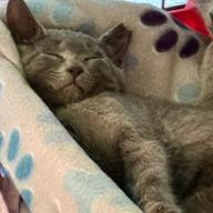 Enlarge Dusty, a Adoptable Domestic Short Hair in Marietta, GA image 2/2