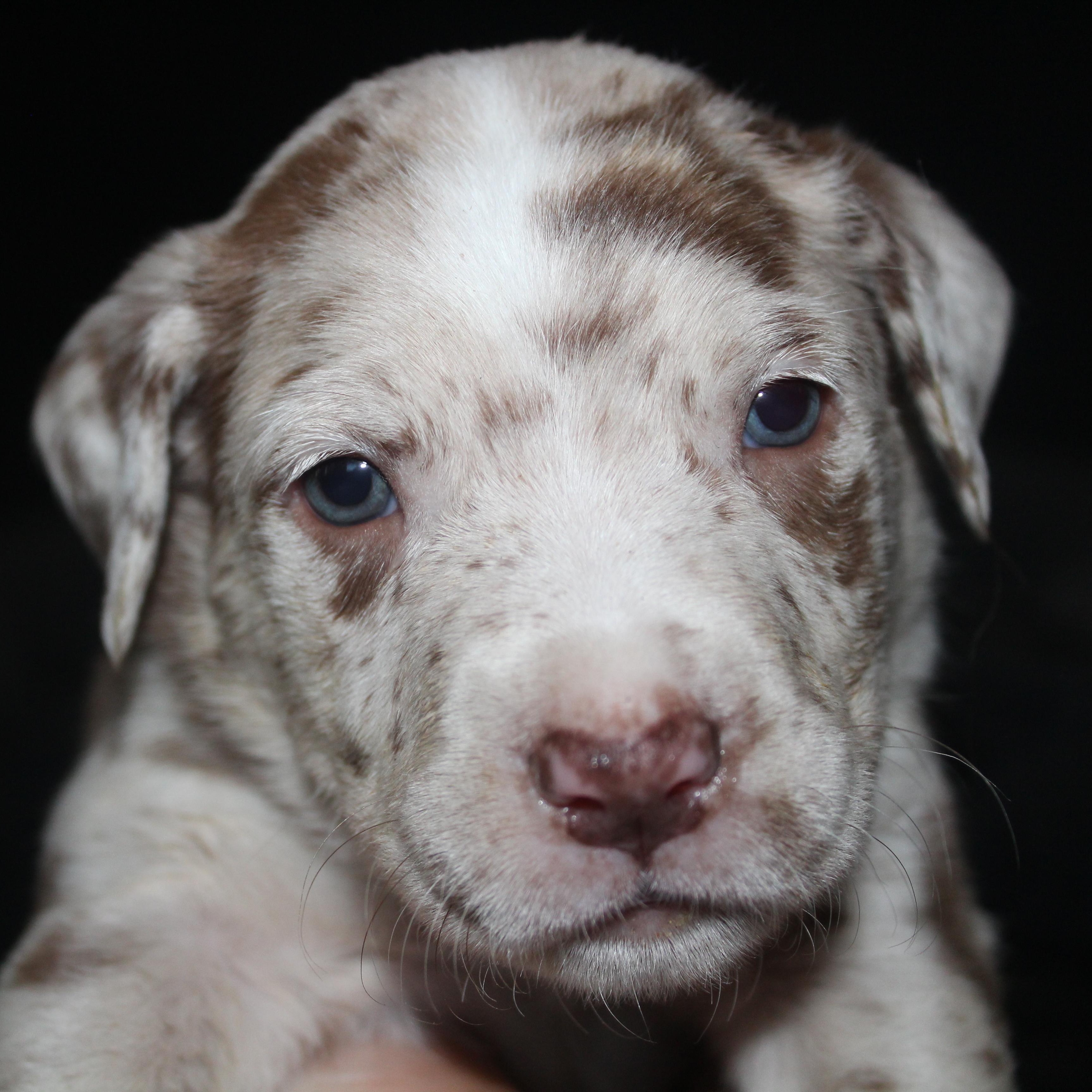 Milky Way, ADOPTABLE, Puppy Male Australian Shepherd.