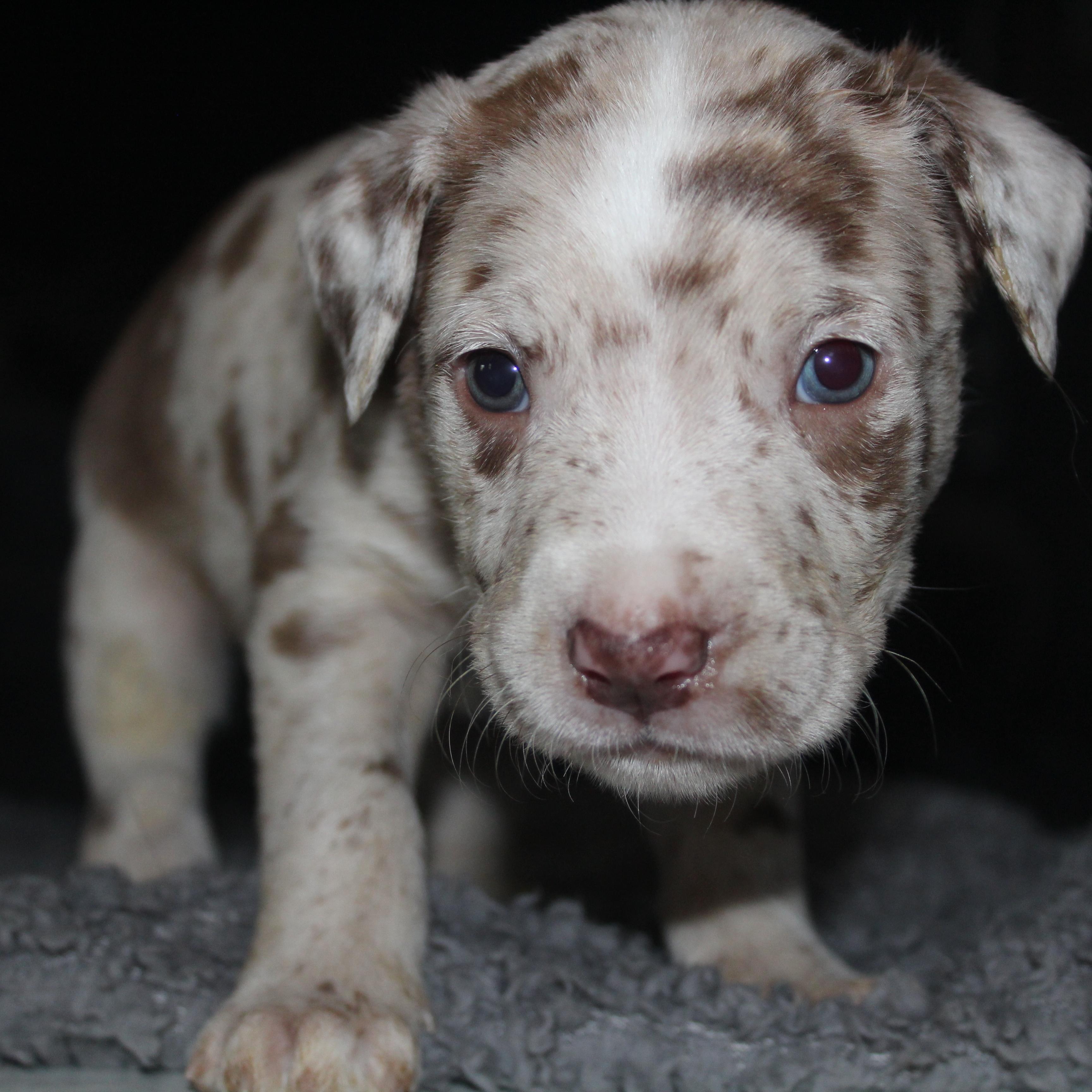 Enlarge Milky Way, a ADOPTABLE mixed breed in Salem, WI image 2/2