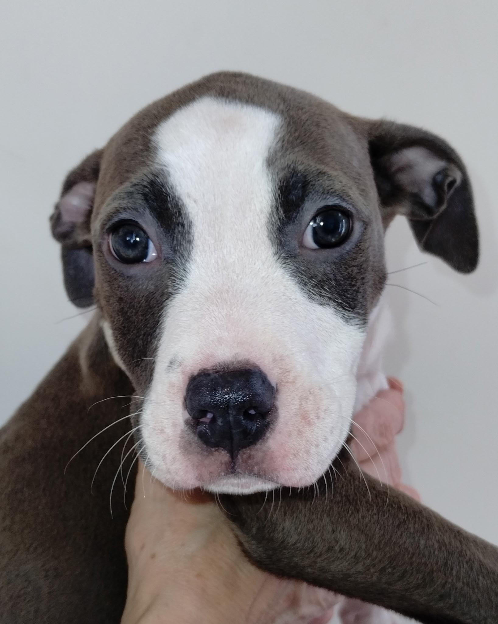 Enlarge Frankie Poppy, a ADOPTABLE mixed breed in Whitestown, IN image 1/1
