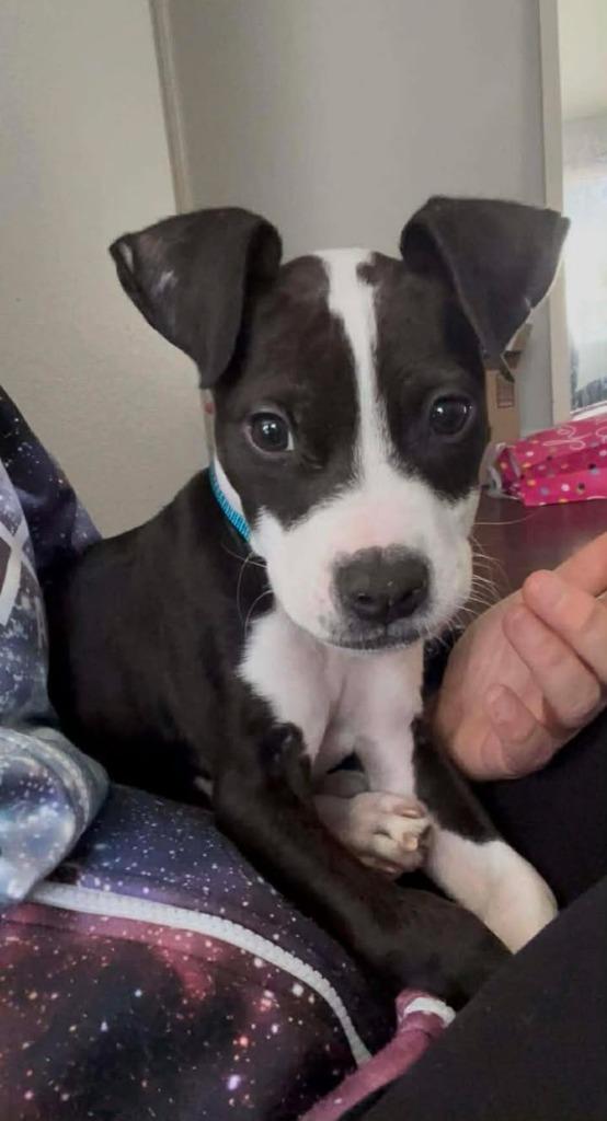 Benny, a Adoptable Mixed Breed in Crocker, MO image 1/3