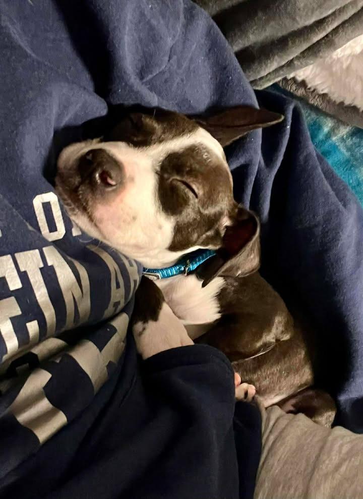 Benny, a Adoptable Mixed Breed in Crocker, MO image 2/3