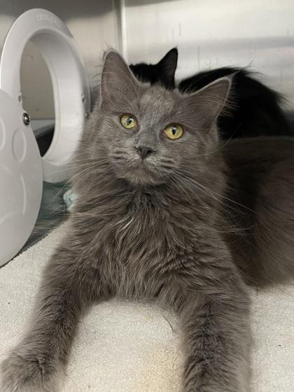 Luna, Adoptable, Adult Female Domestic Long Hair & Domestic Short Hair.