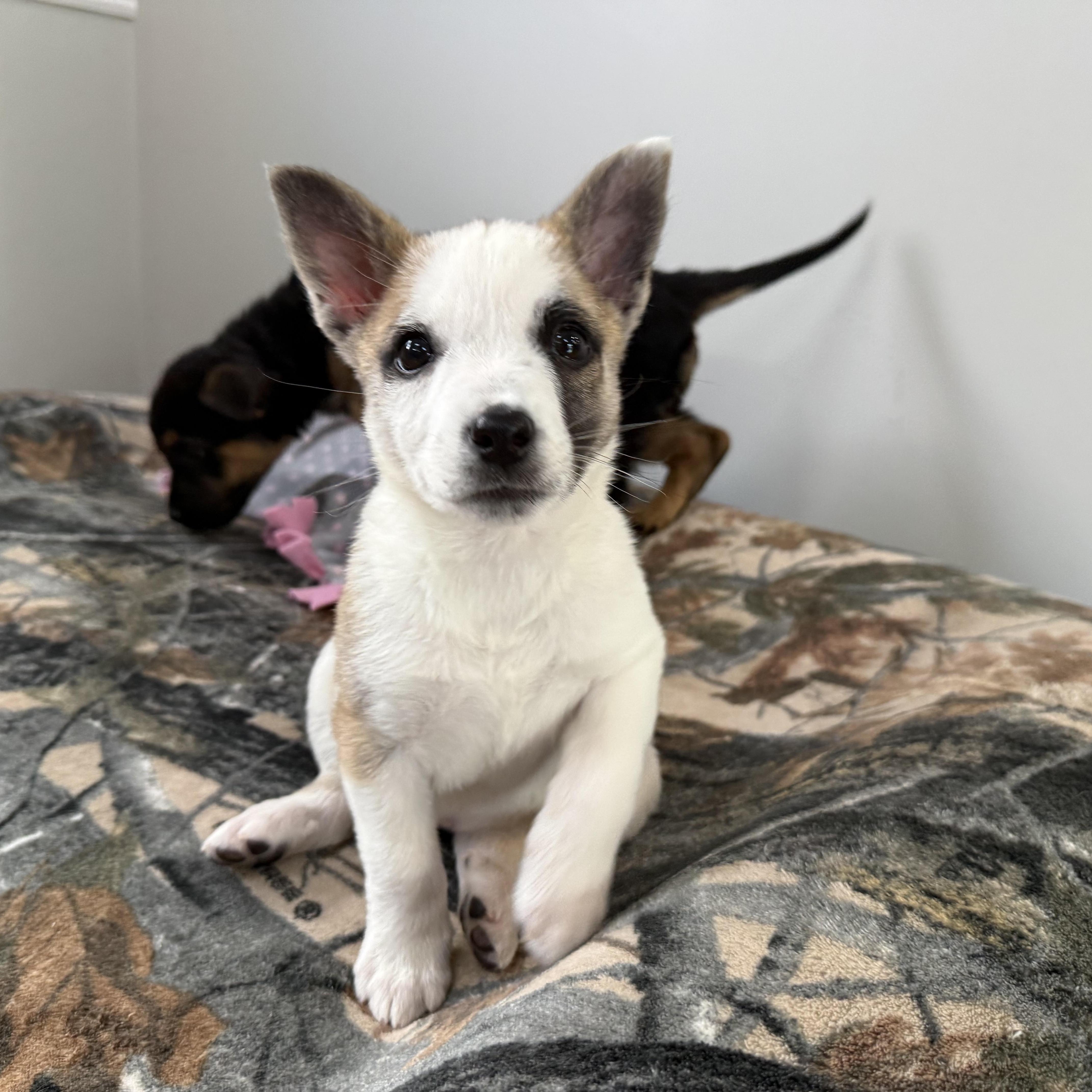 Cardamom (Chai Tea Girls), Adoptable, Puppy Female Shepherd & Terrier.