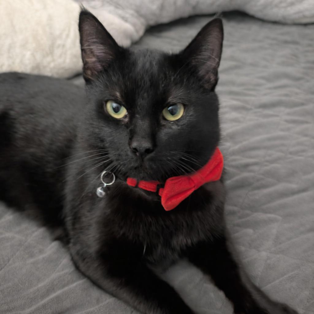 Enlarge Onyx, a Adoptable American Shorthair in Calimesa, CA image 1/1