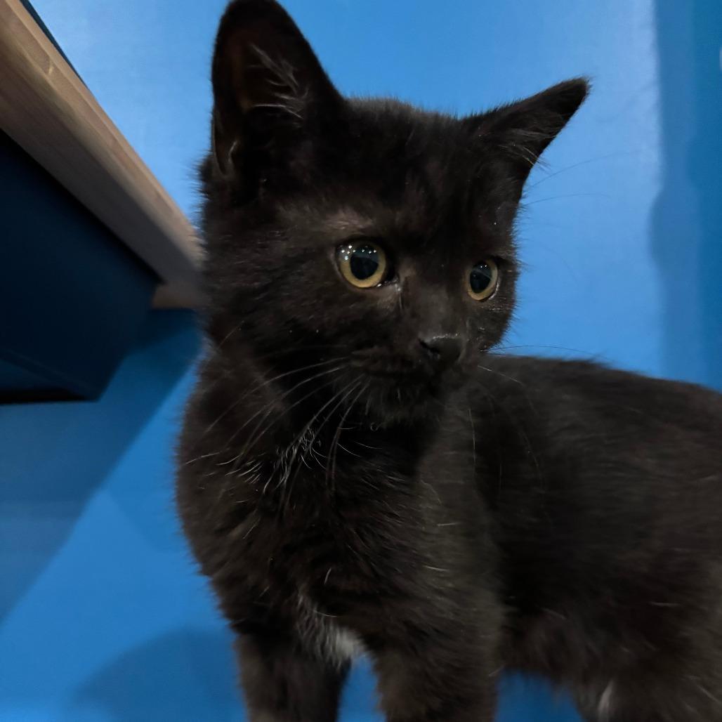 Habanera, Adoptable, Kitten Female Domestic Short Hair.