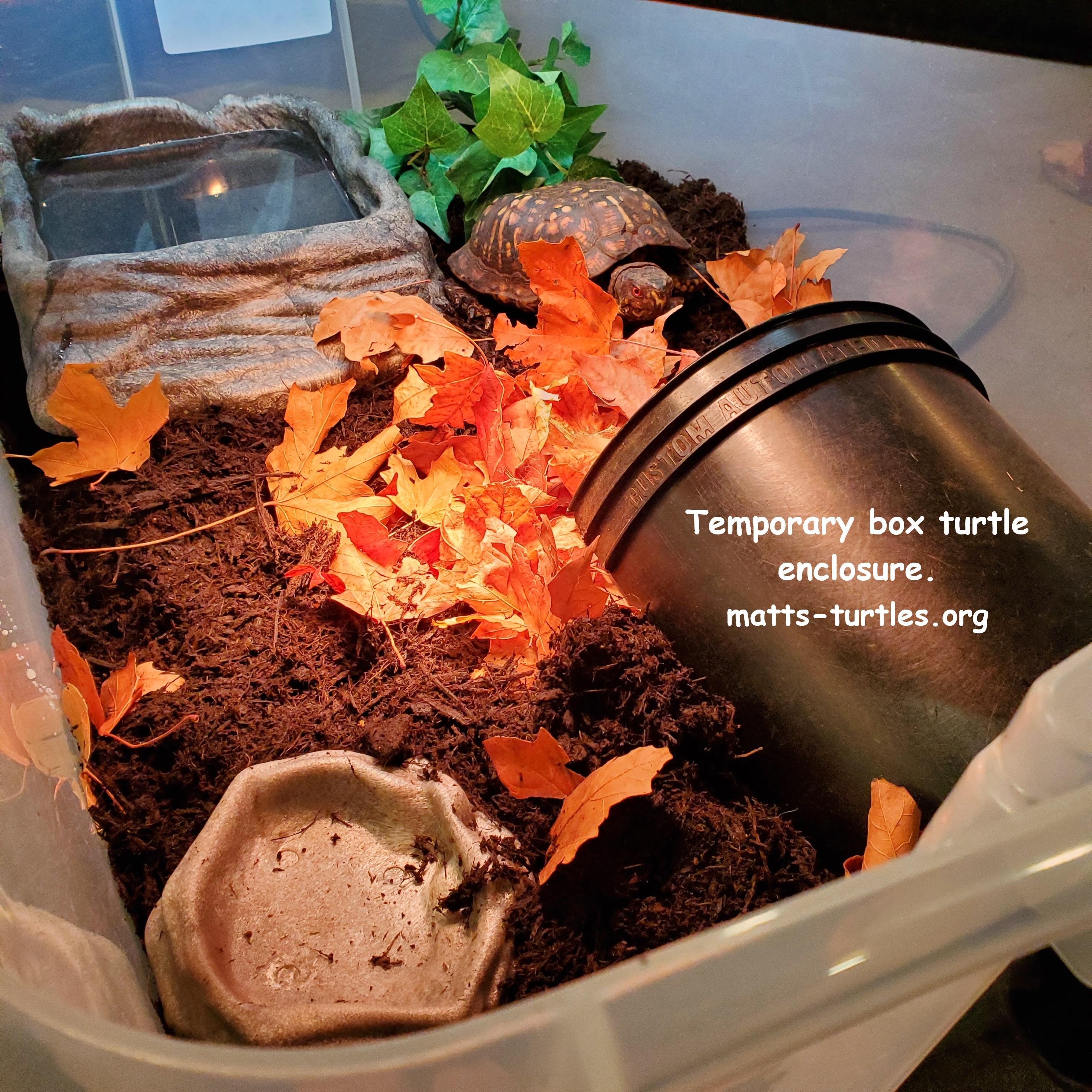 Lenny Bruce E Box, adopted, Adult Male Eastern Box.