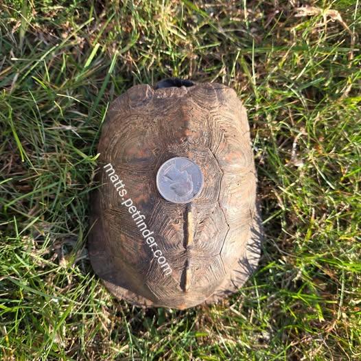 Enlarge Lenny Bruce E Box, an adopted Eastern Box in Baltimore, MD image 4/6