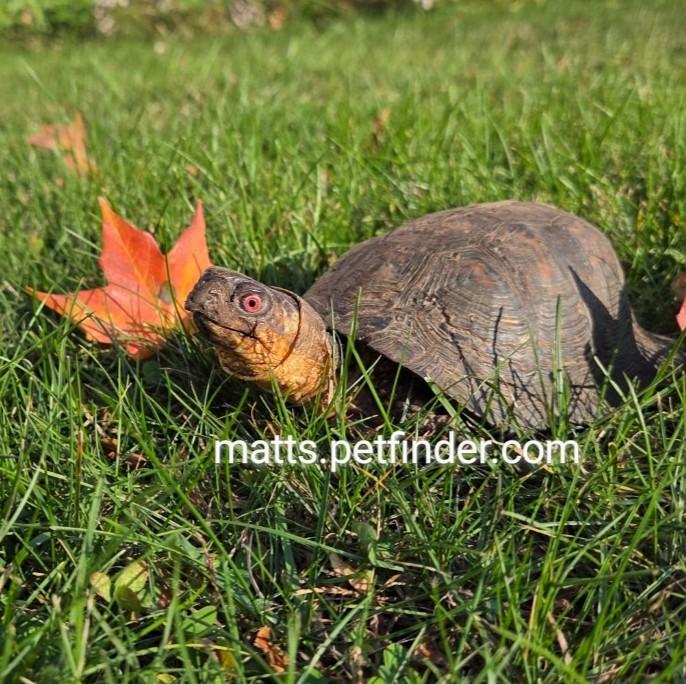 Enlarge Lenny Bruce E Box, an adopted Eastern Box in Baltimore, MD image 2/6