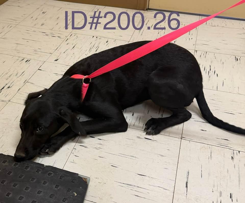 Enlarge #200.26, a ADOPTABLE Black Labrador Retriever in Kerrville, TX image 1/1