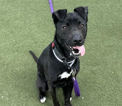 Enlarge PEPPER, a Adoptable Pit Bull Terrier in Martinez, CA image 1/1