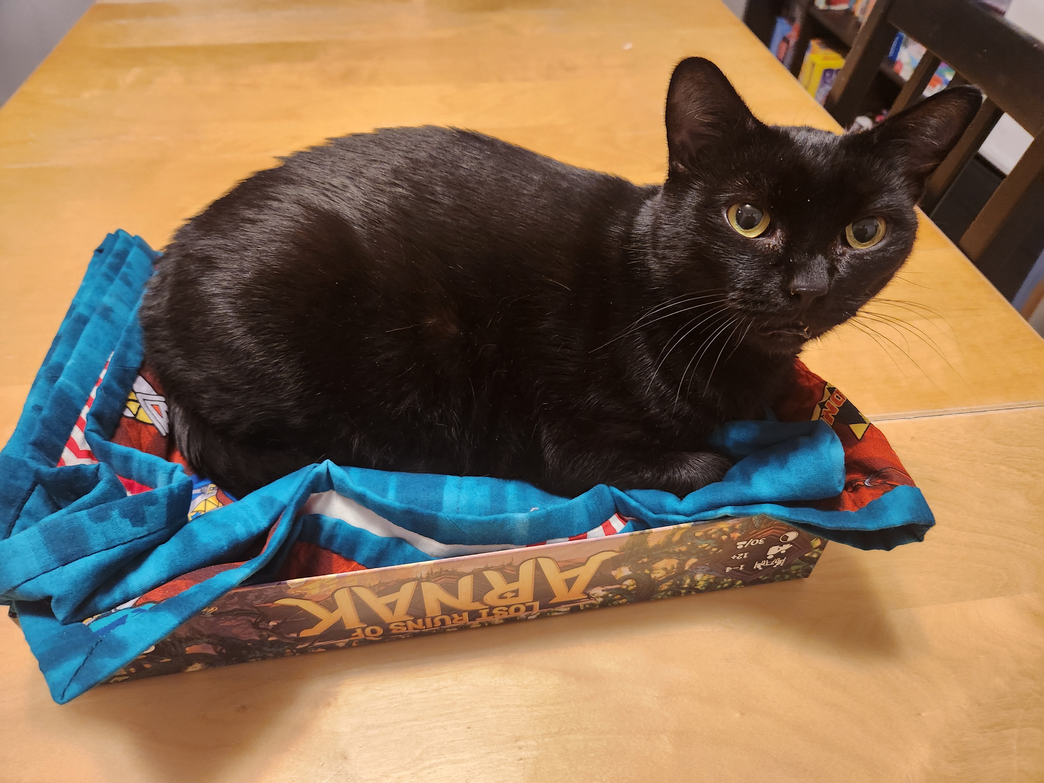 Simba, Adoptable, Adult Female Domestic Short Hair.