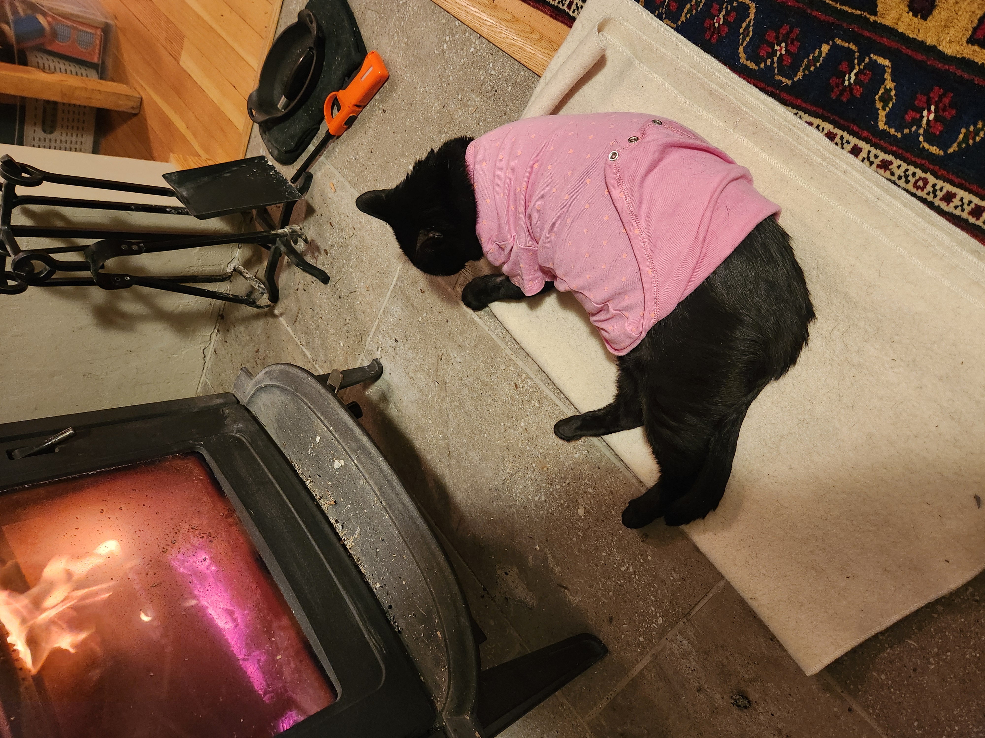 Enlarge Simba, a Adoptable Domestic Short Hair in MAPLE RIDGE, BC image 2/3