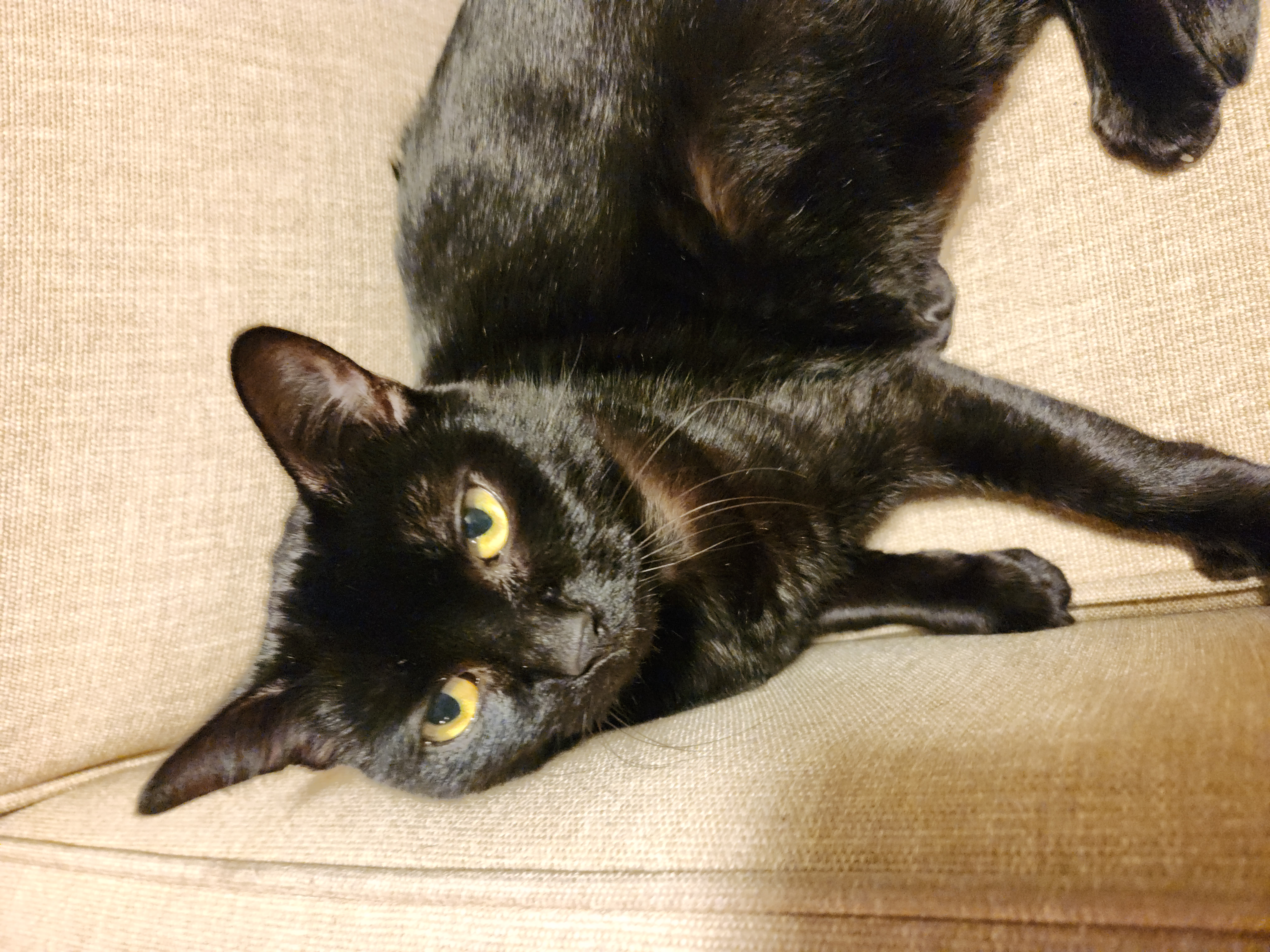 Enlarge Simba, a Adoptable Domestic Short Hair in MAPLE RIDGE, BC image 3/3