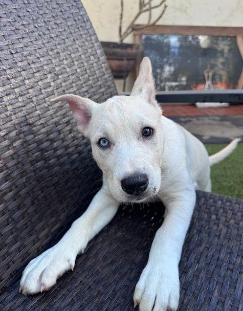 Ellie, Adoptable, Puppy Female Cattle Dog & Labrador Retriever.